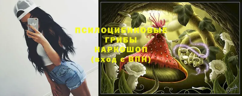 Псилоцибиновые грибы Psilocybe  купить наркоту  Кировск 